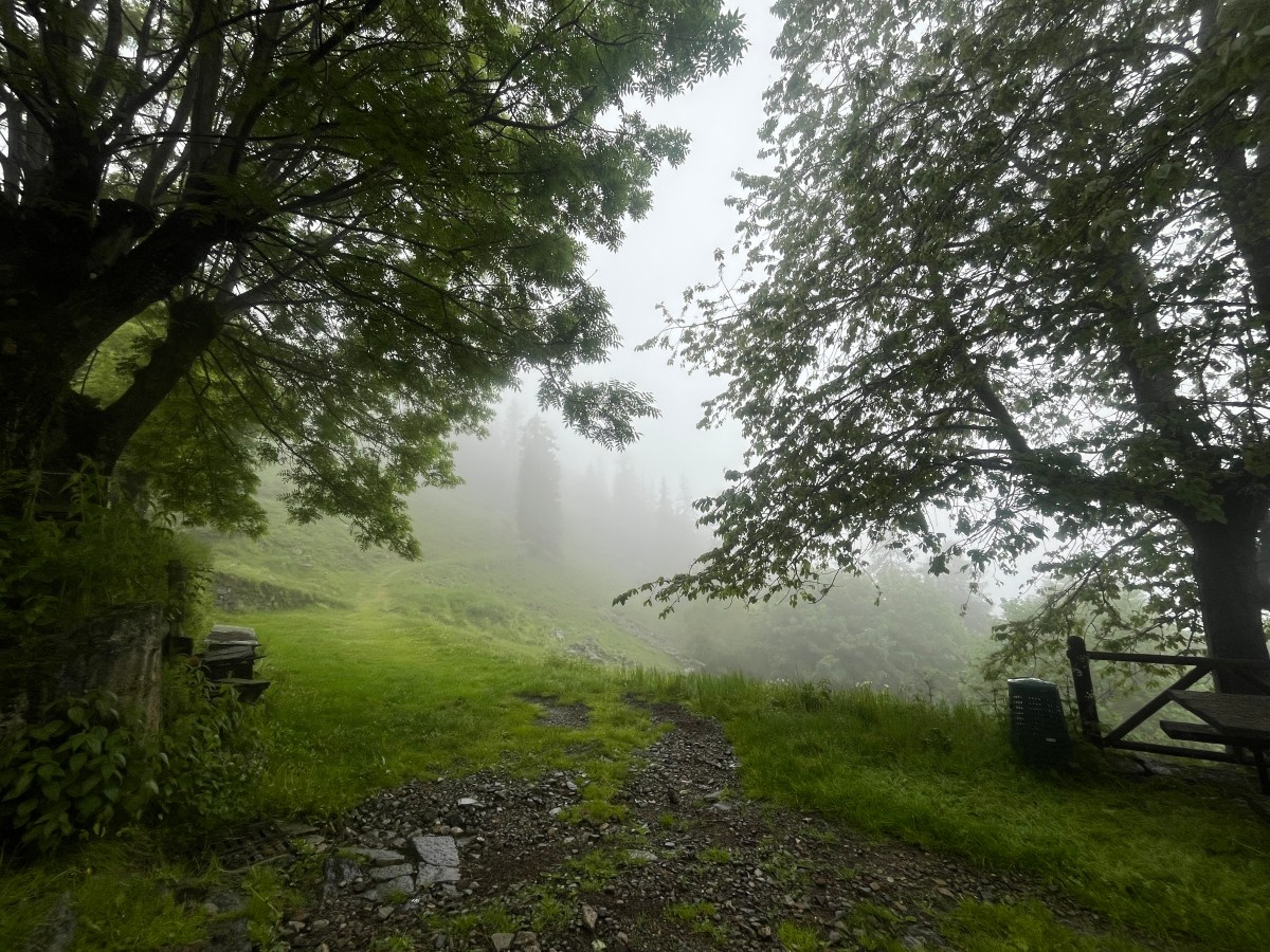 Forest Bathing
